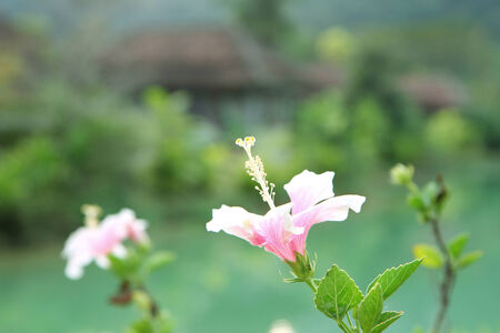 hibiscus flowerの写真素材