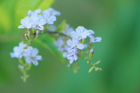 Pigeon berryの写真素材