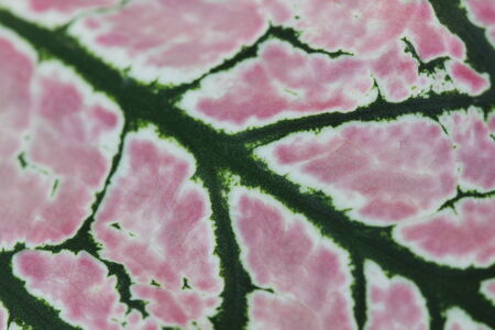 Caladium Leaf 