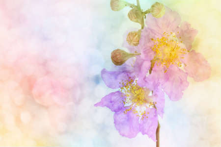 Flower backgroundの写真素材