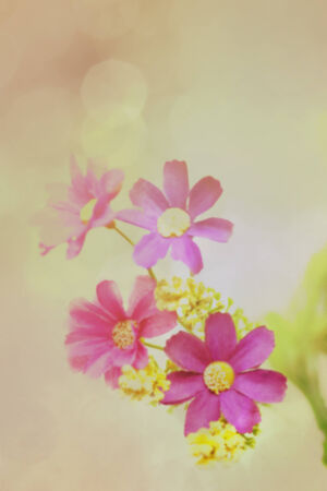 Flower backgroundの写真素材