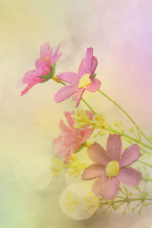 Flower backgroundの写真素材