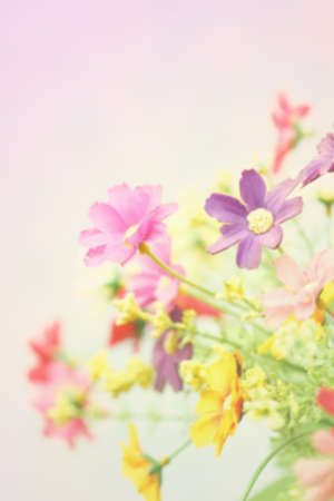 Flower backgroundの写真素材