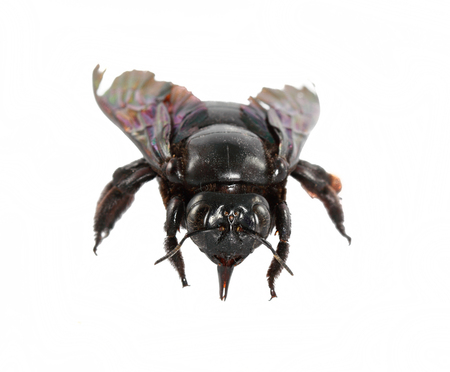 insect carpenter bee isolated on whiteの写真素材