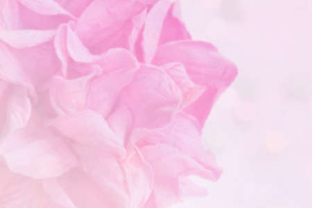 Flower background layout design, web template