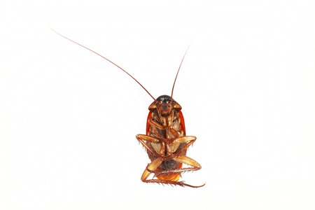 cockroach 