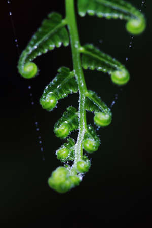 fern leaf の写真素材
