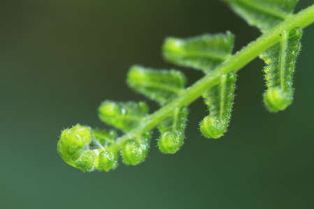 fern leaf 
