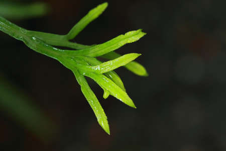 fern leaf 