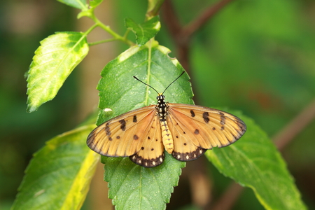 Tawny Coster Butterfly 