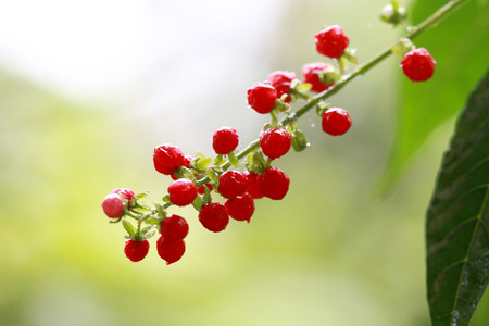 Blood Berryの写真素材