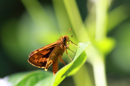 skipper butterflyの写真素材