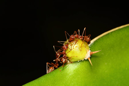 red ants の写真素材