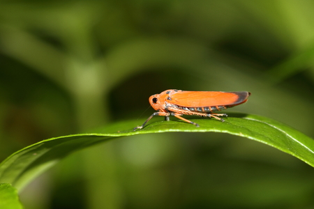 Red leafhopperの写真素材