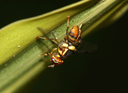 macro shot of a waspの写真素材