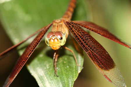 dragonfly の写真素材