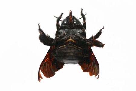 carpenter beeの写真素材