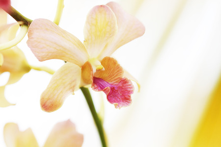 Dendrobium orchid hybrids の写真素材