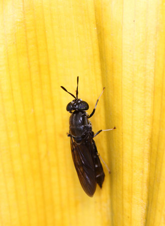 wasp 