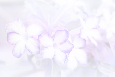 flower backgroundの写真素材