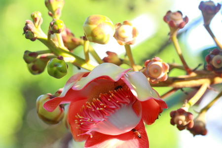 Sal Tree, Sal of Indiaの写真素材