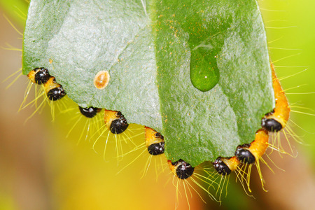 caterpillarの写真素材