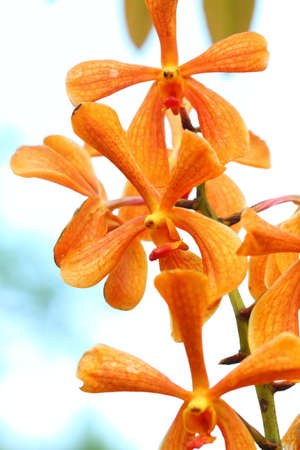 Beautiful yellow orchid flowers closeupの写真素材
