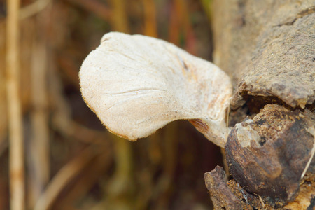fungus