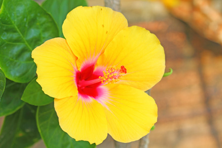 Yellow hibiscusの写真素材