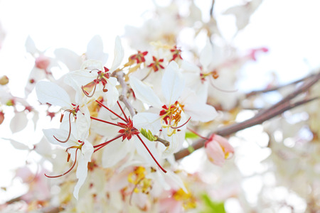 Cassia bakeriana Craibの写真素材