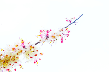 Cassia bakeriana Craibの写真素材