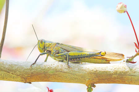 Grasshopper