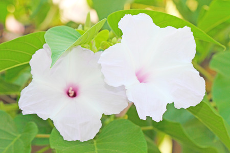 Bush Morning Gloryの写真素材