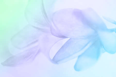 Flower layout design, web templateの写真素材