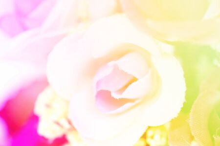 sweet color roses blooming in soft and blur style for backgroundの写真素材