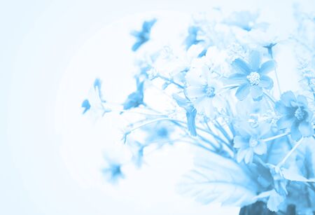 pretty flowers blooming in soft and blur style for backgroundの写真素材