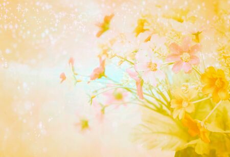 pretty flowers blooming in soft and blur style for backgroundの写真素材
