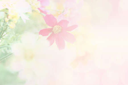 Flower background layout design, web templateの写真素材