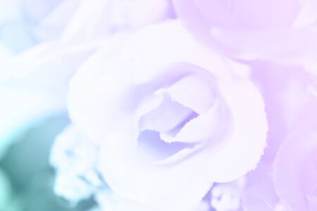 sweet color roses blooming in soft and blur style for backgroundの写真素材