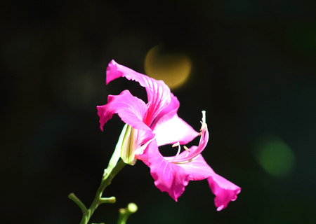 BAUHINIA PURPUREAの写真素材