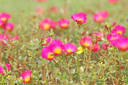 Portulaca Flowersの写真素材
