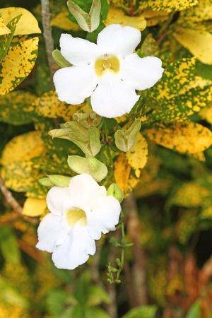 Blue trumpet vineの写真素材