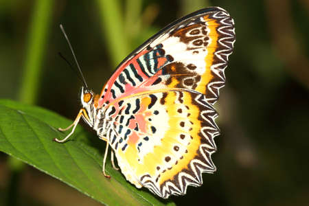 The Leopard Lacewingの写真素材