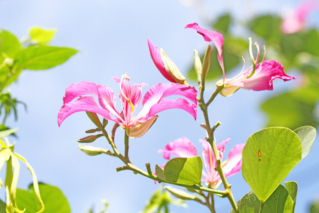 BAUHINIA PURPUREAの写真素材