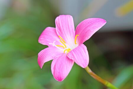 Rain Lilyの写真素材