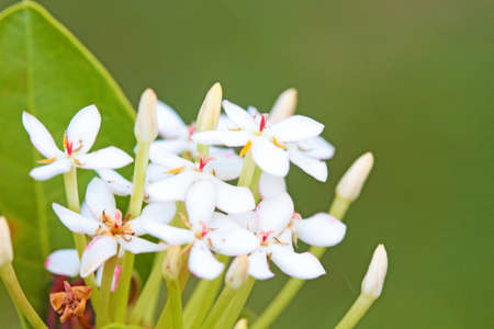 The bunch of white Ixoraの写真素材
