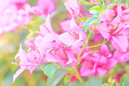 Bougainvillea