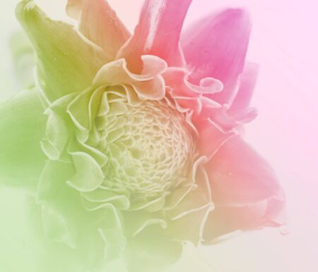flower in soft and blur style for backgroundの写真素材