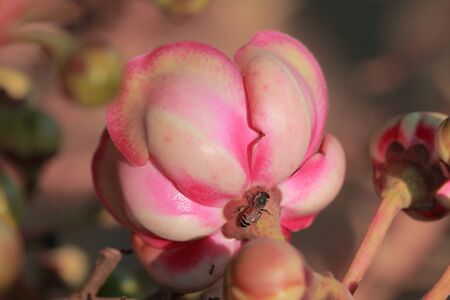 Sal Tree Sal of Indiaの写真素材