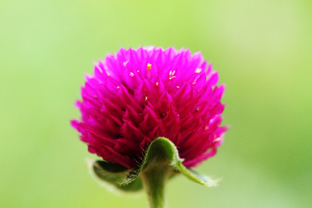 Globe Amaranthの写真素材